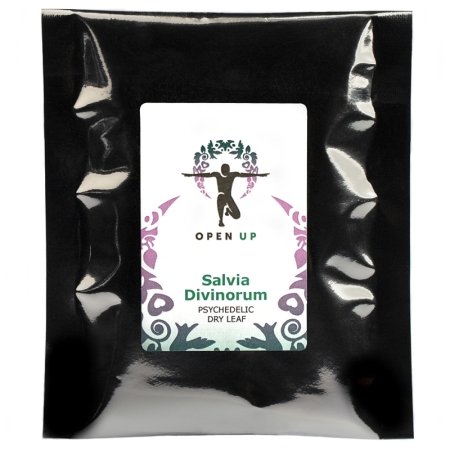 Salvia divinorum