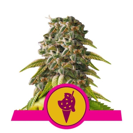 Royal Queen Seeds Cookies Gelato