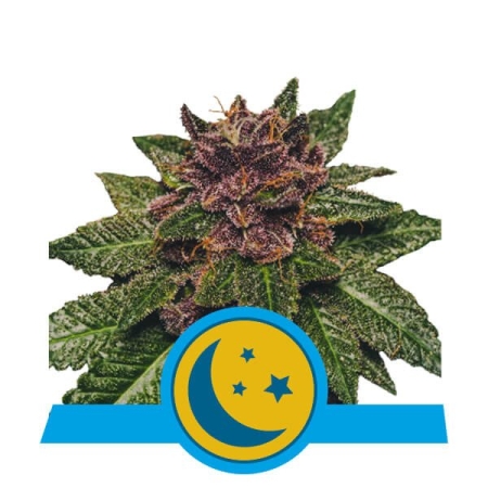 Royal Queen Seeds Purplematic CBD