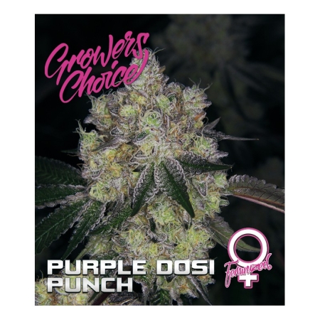Growers Choice Purple Dosi Punch