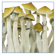 Innervisions Zestaw do uprawy magicznych grzybów 'Easy' B+