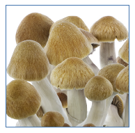 Innervisions Kit Coltivazione Funghi Magici 'Easy' Ecuador