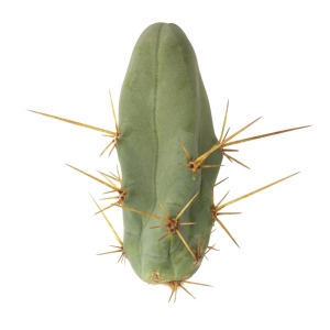 Sirius Mescalin Cacti Boliwiańska pochodnia Monstrose
