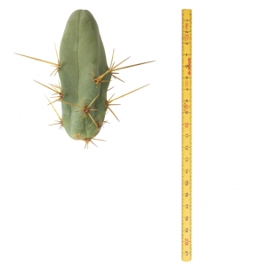 Sirius Mescalin Cacti Boliwiańska pochodnia Monstrose