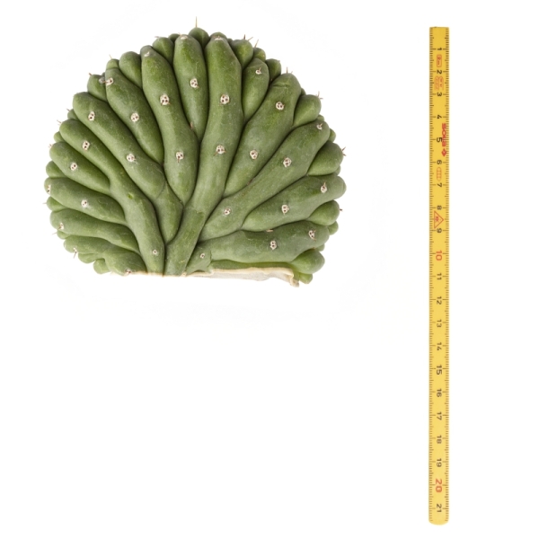 Sirius Mescalin Cacti San Pedro Crestado