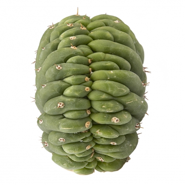 Sirius Mescalin Cacti San Pedro Crestado