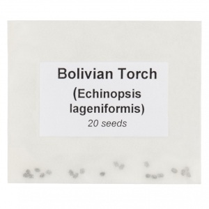 Open Up Torche bolivienne 20 graines