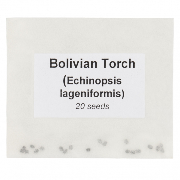 Open Up Bolivian Torch 20 nasion