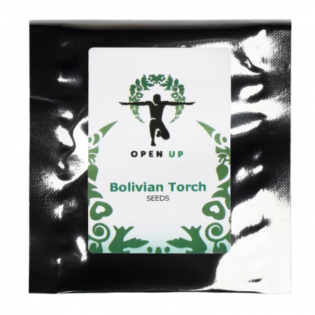 Open Up Torcia boliviana 20 semi