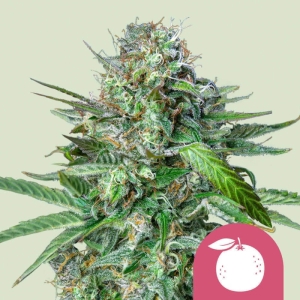 Tangie Royal Queen Seeds