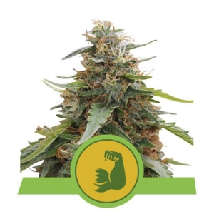 Royal Queen Seeds Hulkberry Autoflower
