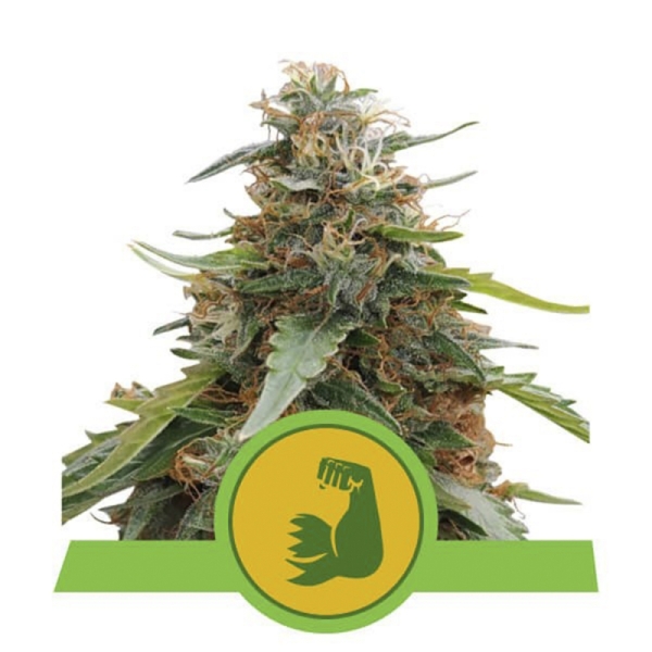 Royal Queen Seeds Hulkberry Autoflower