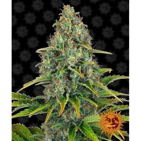 Barney's Farm Blueberry Cheese Auto™