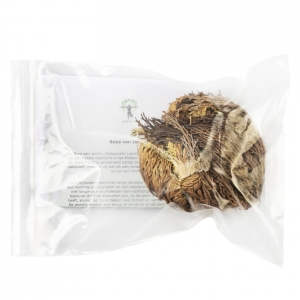 Open Up Rose of Jericho