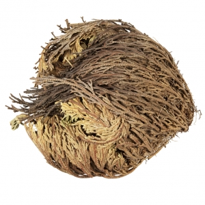 Open Up Rose of Jericho
