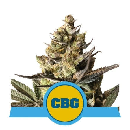 Royal Queen Seeds Royal CBG Auto