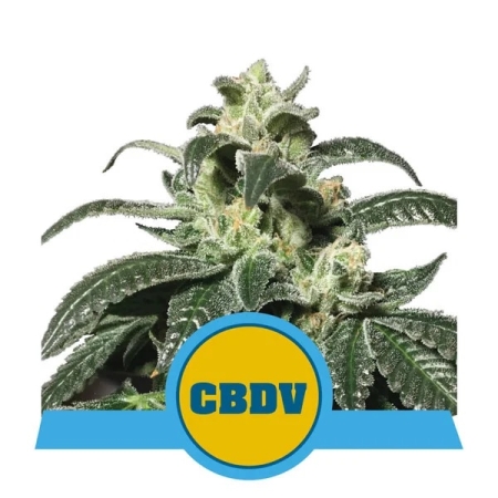 cbd weed