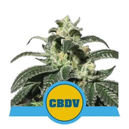 marihuana cbd