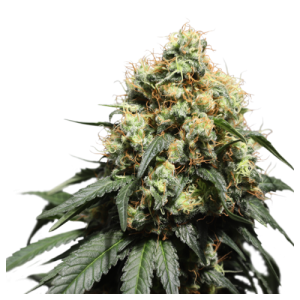Super Sativa Seed Club Bruce Lemon Diesel