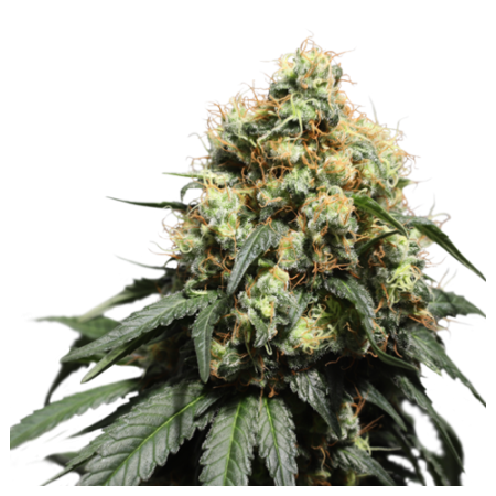 Super Sativa Seed Club Bruce Lemon Diesel