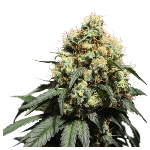 Super Sativa Seed Club Bruce Lemon Diesel