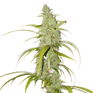 Super Sativa Seed Club Auto Creeper
