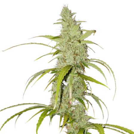 Super Sativa Seed Club Auto Creeper