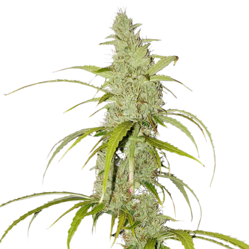 Super Sativa Seed Club Auto Creeper