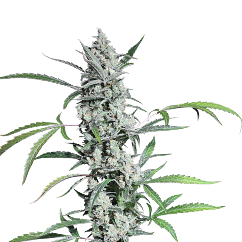 Super Sativa Seed Club Fat Pete’s Cookies Auto