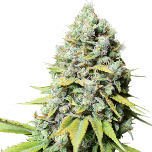 Super Sativa Seed Club Kosher Haze