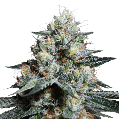 Super Sativa Seed Club Lava Freeze