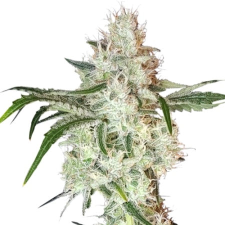 Super Sativa Seed Club Lemon OG