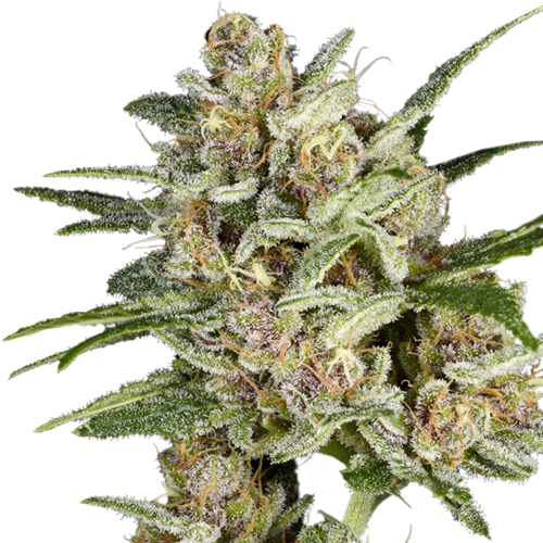 Super Sativa Seed Club Super Mad Sky Floater