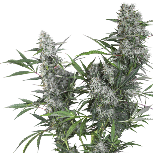 Super Sativa Seed Club Creeper