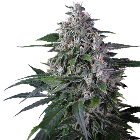 amnesia haze del Super Sativa Seed Club