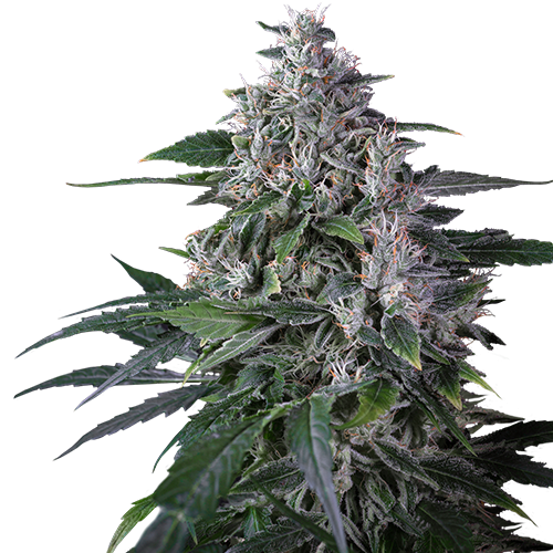Super Sativa Seed Club Karel’s Haze
