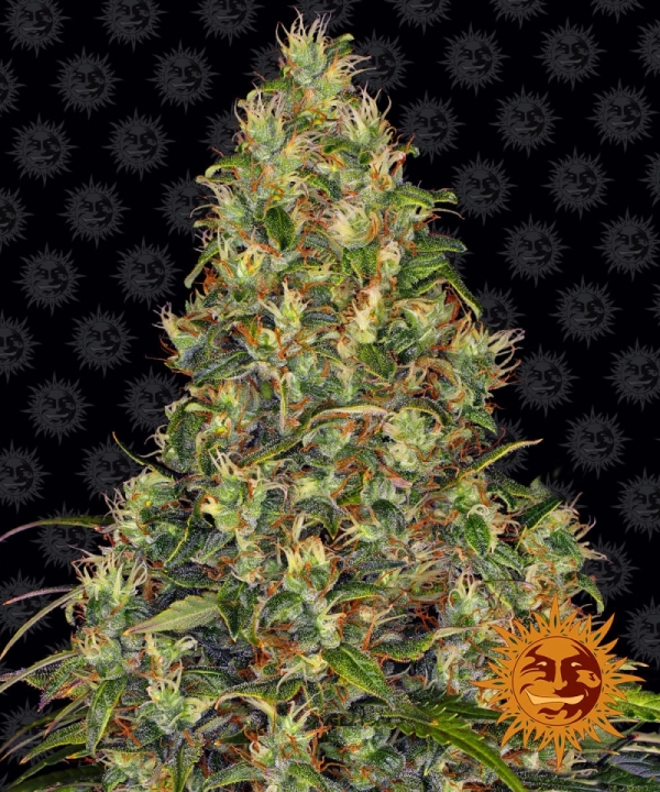 Barney's Farm BF Amnesia Haze Auto