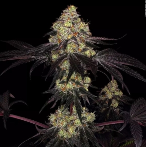 Paradise Seeds Sunset Paradise 