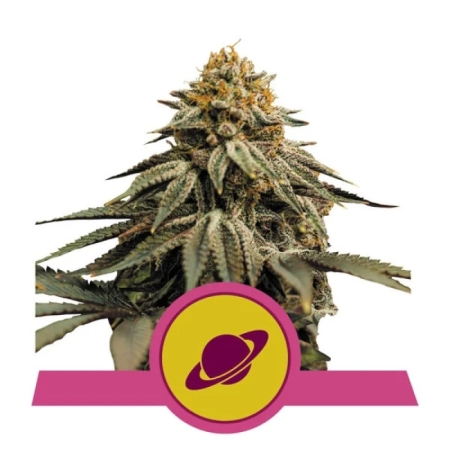 Royal Queen Seeds Royal Skywalker 