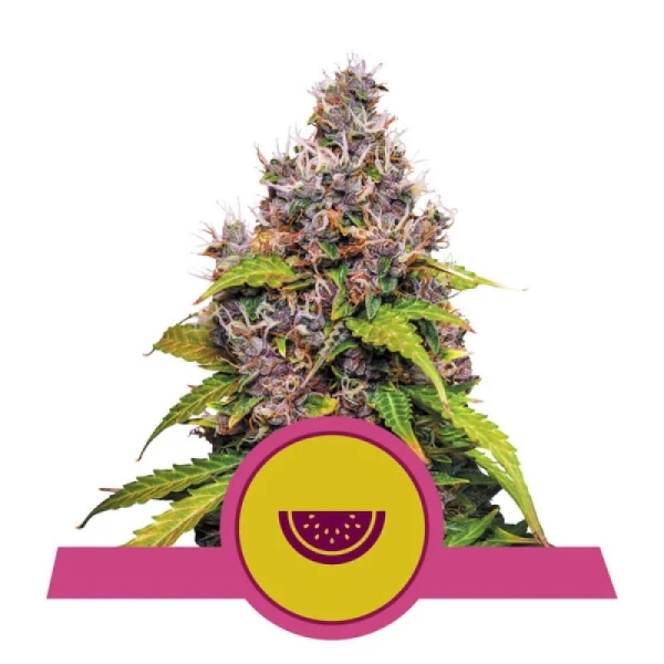 Royal Queen Seeds Watermelon