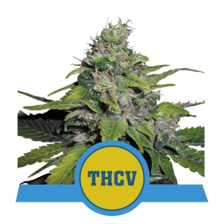 Royal Queen Seeds Royal THCV 