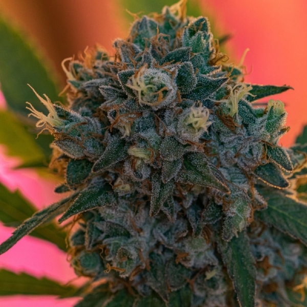 Growers Choice Naranja Biscotti 