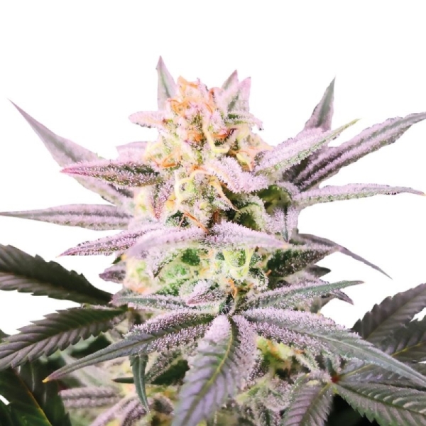 Growers Choice Watermelon Weddingcake Double XL Auto 