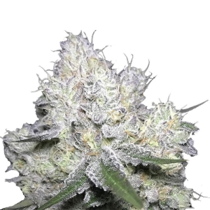 Growers Choice Weddingcake x Frosty Gelato Double XL Auto 
