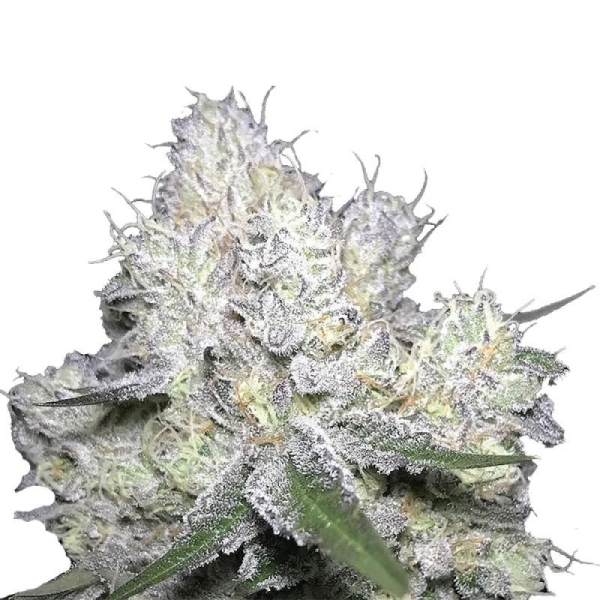 Growers Choice Weddingcake x Frosty Gelato Double XL Auto 