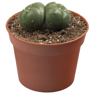 Cactus Mescalinici Sirius Peyote Twins