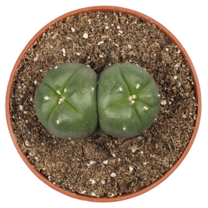 Cactus Mescalinici Sirius Peyote Twins