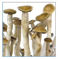 Innervisions Kit Coltivazione Funghi Magici 'Easy' Thai