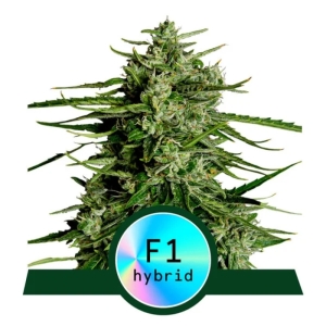 Royal Queen Seeds Titan F1