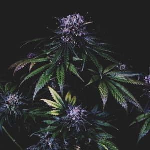 Pilchard's Caviar Grandaddy’s Purple Pearl